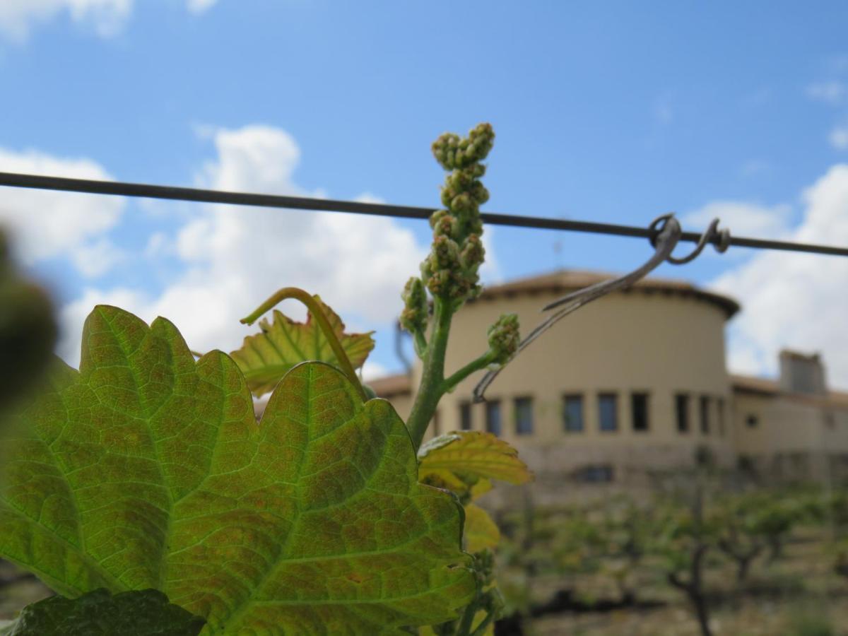 Hotel Enoturismo Mainetes Fuente-Álamo Εξωτερικό φωτογραφία